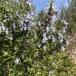 Randonnée flore d'automne et patrimoine septembre