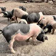 Randonnée gourmande