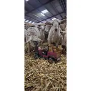 Randonnée gourmande en quadricycle électrique avec E-Pottok et découverte de la Ferme Ametzalde