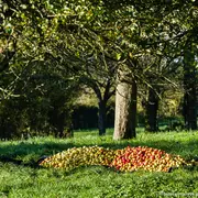 Randonnée gourmande Jusqu'au vergers de Cidricchus