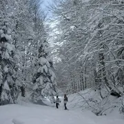Randonnée hivernale sur les traces de la faune sauvage