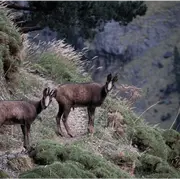 Randonnée : l'isard des Pyrénées