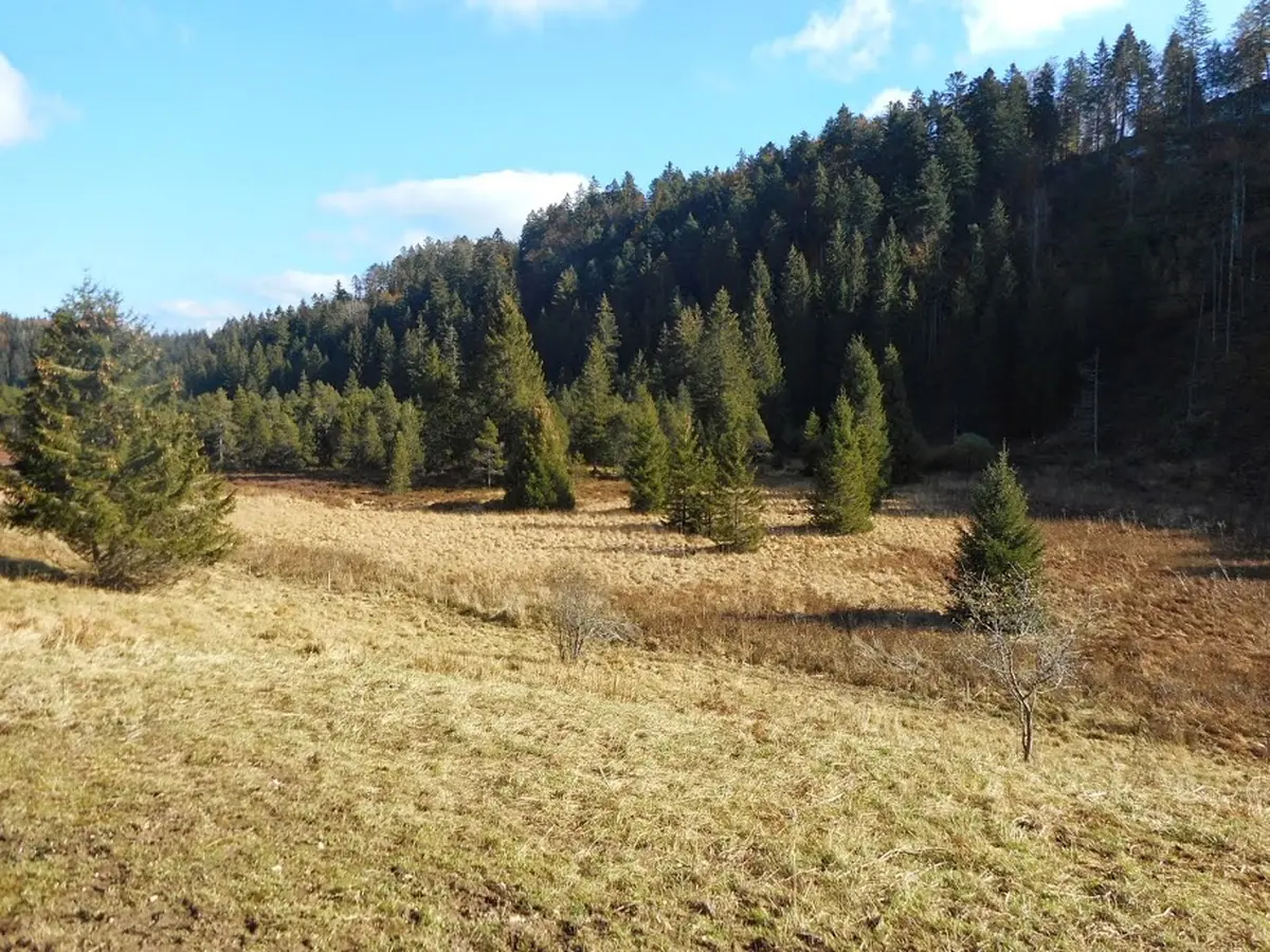 Randonnée - La tourbière de Prénovel et le belvédère sur le Fort