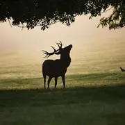 Randonnée nocturne brame du cerf