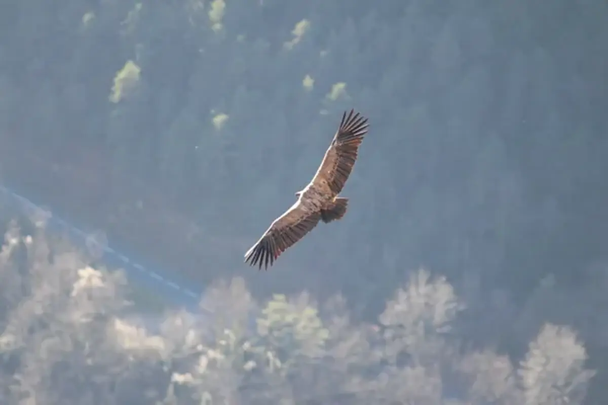 Randonnée Observons les vautours des grands causses