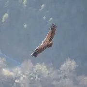 Randonnée Observons les vautours des grands causses