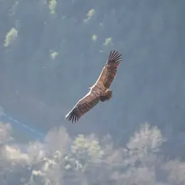 Randonnée Observons les vautours des grands causses