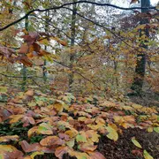 Randonnée patrimoine « La forêt pendant la guerre »
