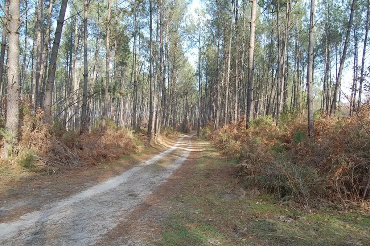 Randonnée pédestre