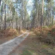 Randonnée pédestre