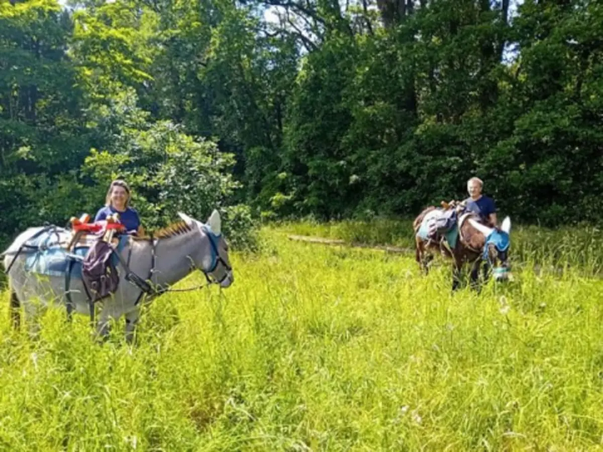 Randonnée pédestre avec un âne dans la forêt de Fontainebleau