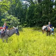 Randonnée pédestre avec un âne dans la forêt de Fontainebleau