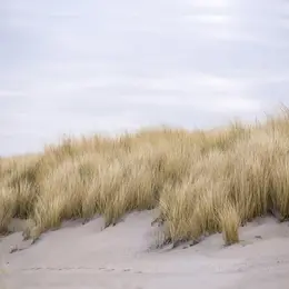 Randonnée pédestre commentée - 10e anniversaire du sentier des dunes d’Annoville