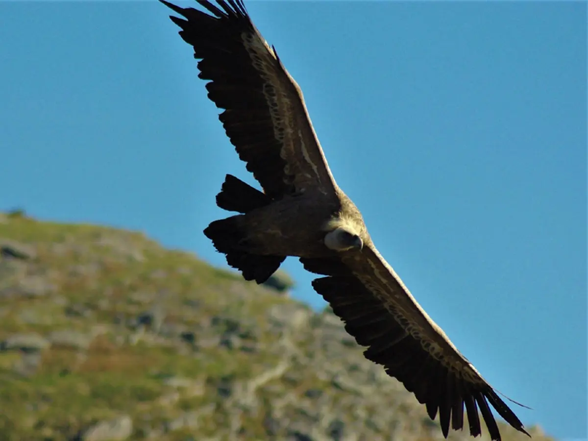 Randonnée Ramondia : Autza