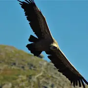 Randonnée Ramondia : Autza