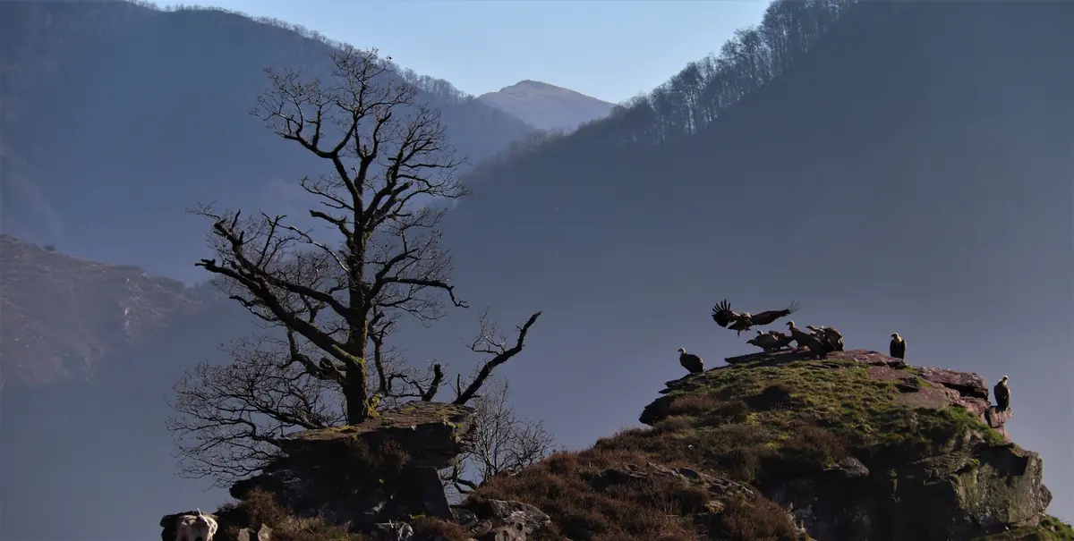 Randonnée Sous les ailes du vautour fauve