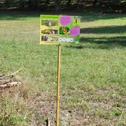 Randonnée spectacle dans la forêt du Landais