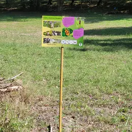 Randonnée spectacle dans la forêt du Landais