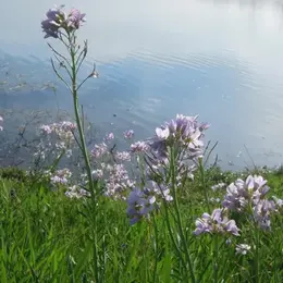 Randonnées découverte du site Naturel 2000 étangs du Ségala à Anglars-St-Felix