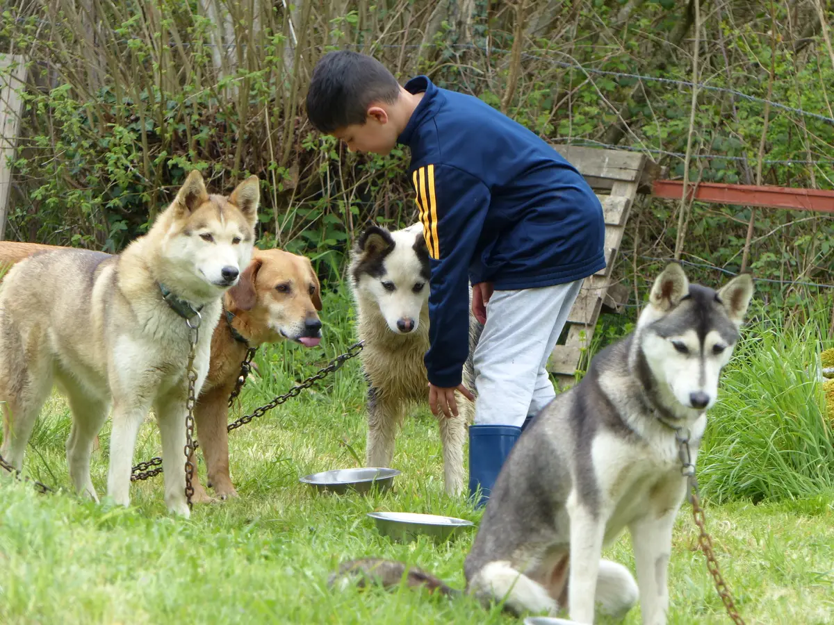 Randonner avec un chien nordique à Oloron Sainte-Marie