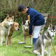 Randonner avec un chien nordique à Oloron Sainte-Marie