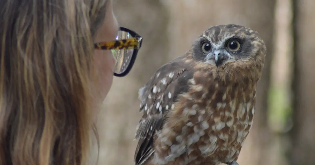 rapaces