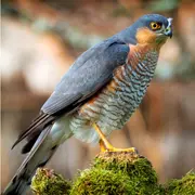 Rapaces nicheurs de Brenne