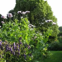 RDV aux Jardins