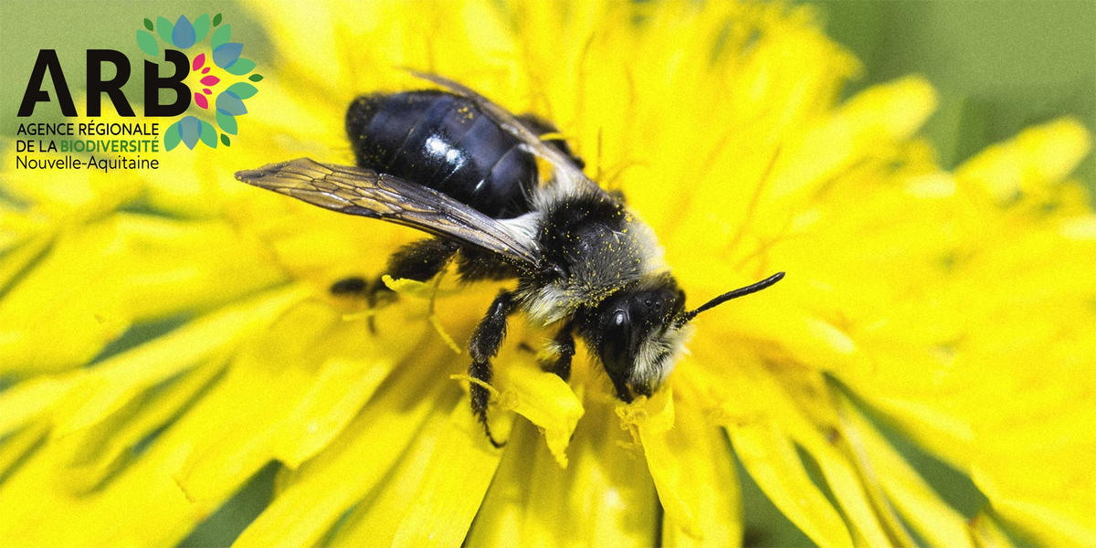 RDV de la biodiversité : et si tu devenais une abeille sauvage ?