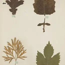Réaliser son herbier - Atelier famille
