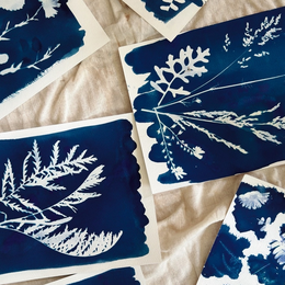 Réalisez votre cyanotype botanique !