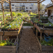 Réalisez votre tisane dans une ferme urbaine