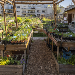 Réalisez votre tisane dans une ferme urbaine