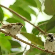 Recherche et observation des oiseaux