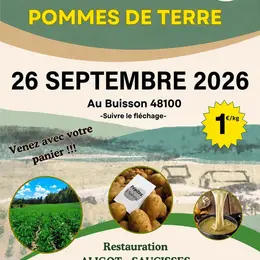 Récolte De Pomme De Terre Au Champ