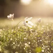 Récolter la sève de bouleau