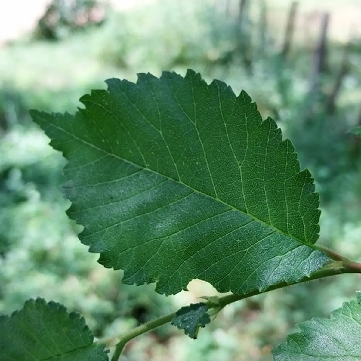 Reconnaissance des arbres en été, leurs vertus et propriétés