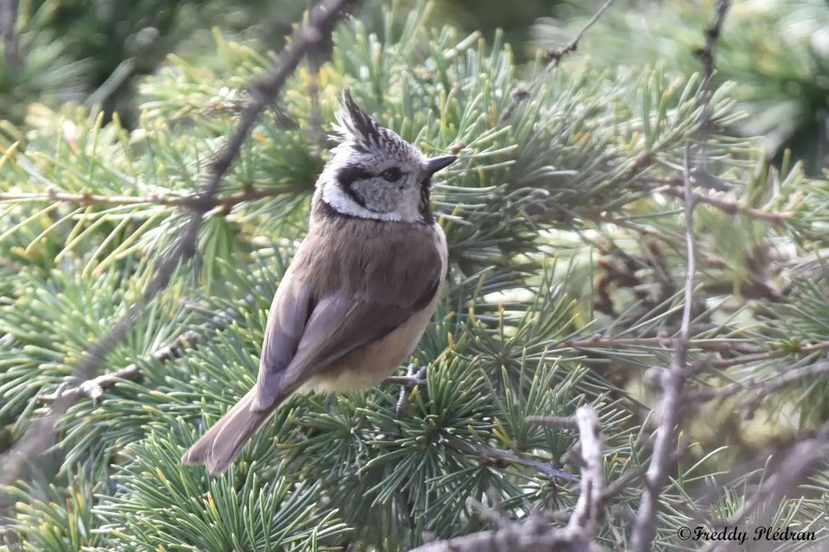 Reconnaissance des chants d'oiseaux