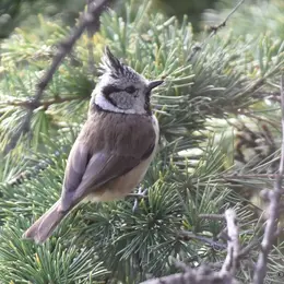 Reconnaissance des chants d'oiseaux