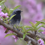 Reconnaissance des chants d’oiseaux