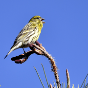 Reconnaissance des chants d'oiseaux