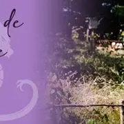 Reconnaissance et utilisation familiale des plantes