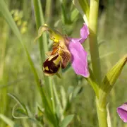Reconnaître et recenser les orchidées