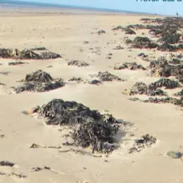 Reconnaître les algues de la laisse de mer