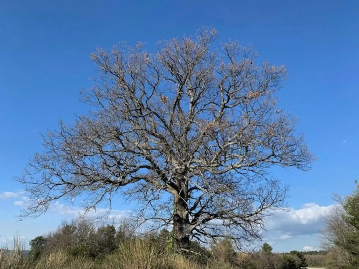 Reconnaître les arbres en hiver