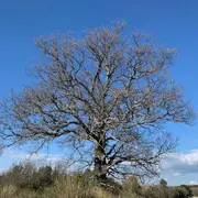 Reconnaître les arbres en hiver