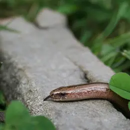 Récré nature - Sifflotements sous les pierres