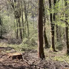 Refuge de fraîcheur, venez découvrir la vie secrète des forêts