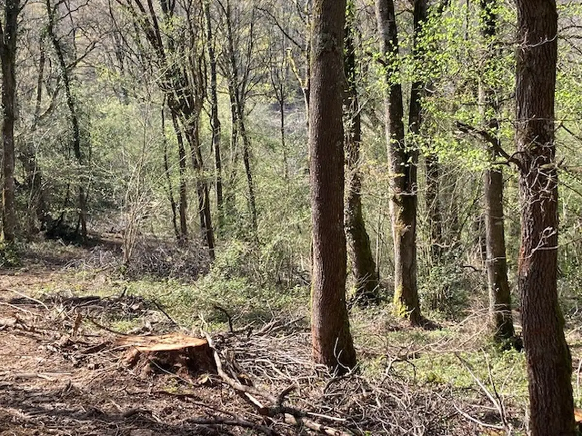 Refuge de fraîcheur, venez découvrir la vie secrète des forêts