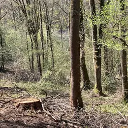 Refuge de fraîcheur, venez découvrir la vie secrète des forêts